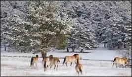 Comment les Romains faisaient-ils avant l'invention de la ferrure ?