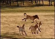 Pourquoi faut-il dbourrer un poulain ?