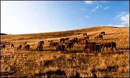 Pourquoi existe-t-il des 'pony games' ?