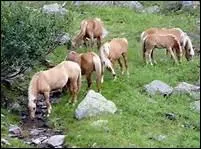 Pourquoi les Conquistadores jetaient-ils parfois les chevaux  la mer ?