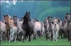 Pourquoi les Indiens montaient-ils sans selle ?