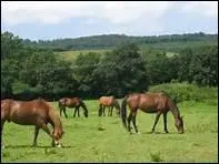 Pourquoi les chevaux tiraient-ils les pniches ?