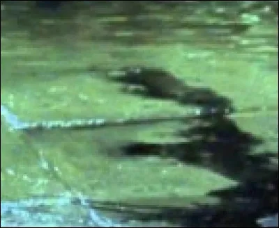 Dans quel HP y a-t-il cette scène ?