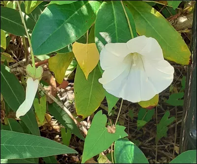 Complétez : ... la fleur blanche.