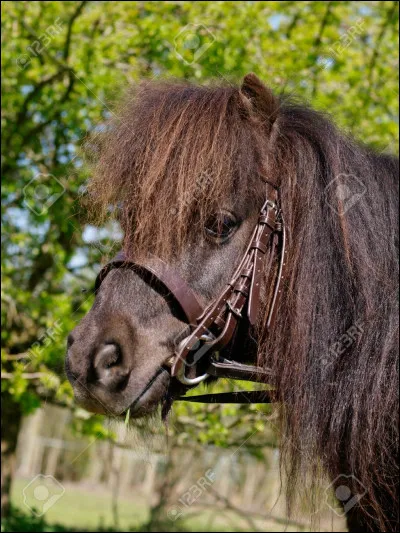 Tu mettras ton cheval :