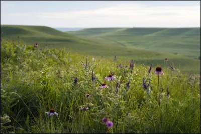 Si ton cheval est au parc, combien de mois le mettras-tu ?