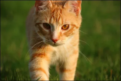 Aura-t-il des chatons avec elle ?