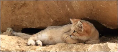 Quel est le régime alimentaire du chat des sables ?