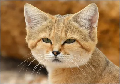 Quel est l'autre nom donné aux chats des sables ?