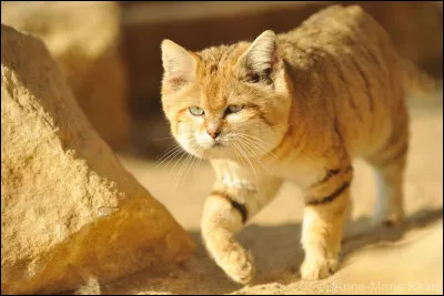 Le chat des sables peut s'attaquer à des vipère venimeuses.