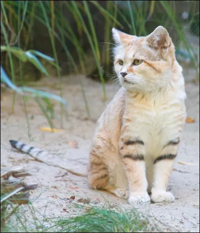 Comment le chat des sables échappe-t-il à ses prédateurs ?