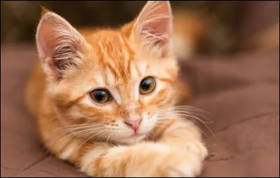 Le chat domestique partage-t-il un ancêtre commun avec le chat des sables ?