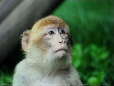 Pelote pour bas de laine, c'est le...