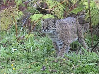 K : kodkod. Quel est l'autre du nom du kodkod ?