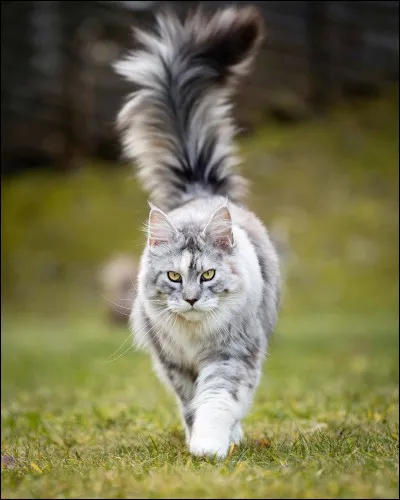M : maine coon. Le maine coon est une race de chats à poils longs. Quel est le prix d'un chat maine coon sans compter le prix du trajet pour aller le chercher ?