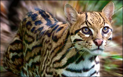 O : ocelot. L'ocelot est-il bon grimpeur ?