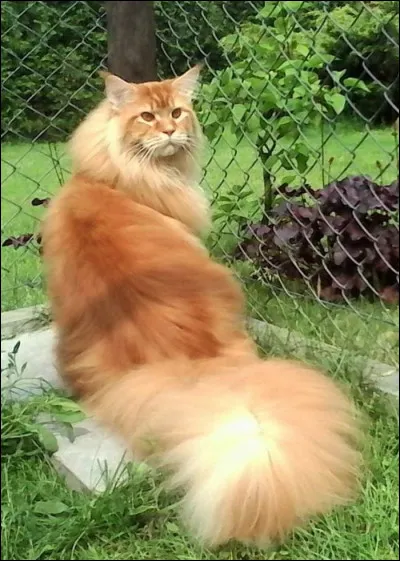 Q : queue. Si un chat fait un mouvement rapide avec sa queue, qu'est-ce que ça signifie ?