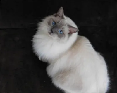 R : ragdoll. Le ragdoll aime-t-il les enfants ?