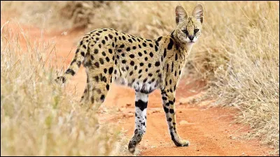 S : serval. Sur quel continent le serval vit-il principalement ?