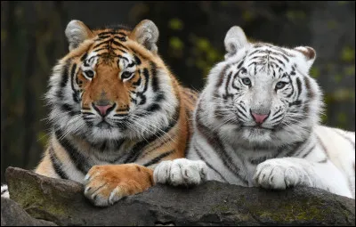 T : tigre blanc. Tous les tigres blancs ont la même origine, ce sont des tigres :
