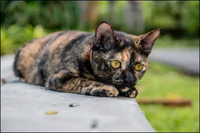 C : chat domestique. Quelles sont les heures de sommeil quotidiennes d'un chat domestique ?