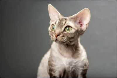 D : devon rex. Le devon rex est une race de chat apparue en 1960. Mais quel est son pays d'origine ?
