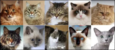 F : félins. Cette famille d'animaux qui contient notamment les chats et les lions peut être appelée autrement. Quel est son autre nom ?