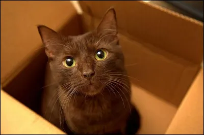 H : havanah brown. Le havanah brown est une race de chat, mais quelle est la longueur de son poil ?