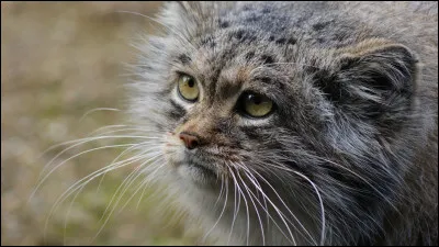 I : image. Quel félin est représenté sur l'image ?