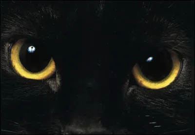 De quelle couleur sont tes yeux ?