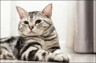 Ce chat au pelage souvent gris, est connu pour sa douceur.