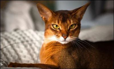 Fort et courageux, il est aussi appelé Bunny Cat, il est originaire d'Asie.