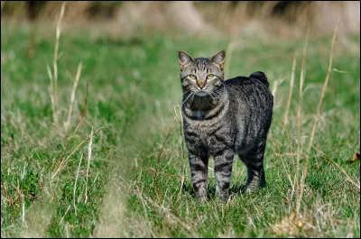 Connu pour ne pas avoir de queue (ou en avoir une toute petite), ce chat est souvent tigré.