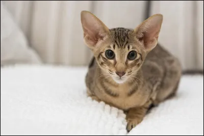 Connu pour ses grandes oreilles, ce chat est une vraie star.