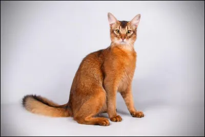 Magnifique queue ! Il est originaire des États-Unis !