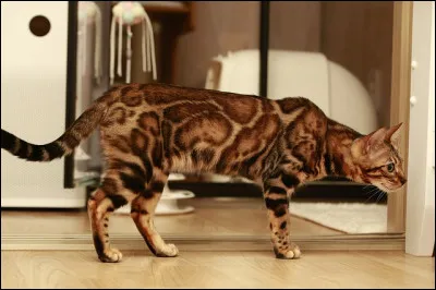 Ce chat est une race de chat originaire des États-Unis. Il est croisé avec un chat léopard asiatique, le Bengal, et une chatte domestique.