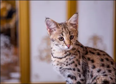 Quand à lui, il est issu du serval. On le confond très souvent avec lui. Il est aussi très grand en taille.