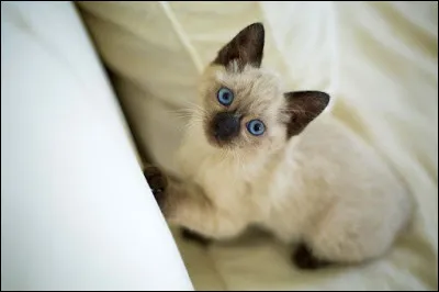 Il était vénéré en Égypte à l'époque. Il était utilisé pour la garde et la chasse. Aujourd'hui, il fait un très bon compagnon, doux et docile.