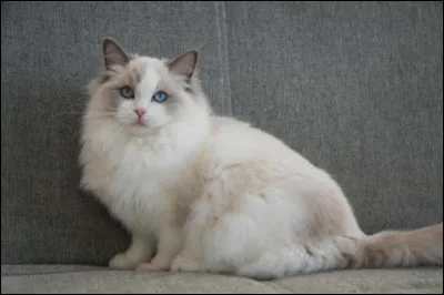 Doux, à poils mi-longs, cette race de chat est originaire des États-Unis. Il est aussi de grande taille !