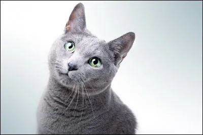 Joueur aux yeux verts, ce chat est très affectueux et compte parmi les races les plus populaires dans le monde.