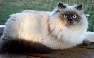 Ce chat avec la tête écrasée, ressemble à beaucoup de races de chat, il est particulièrement calme et affectueux.