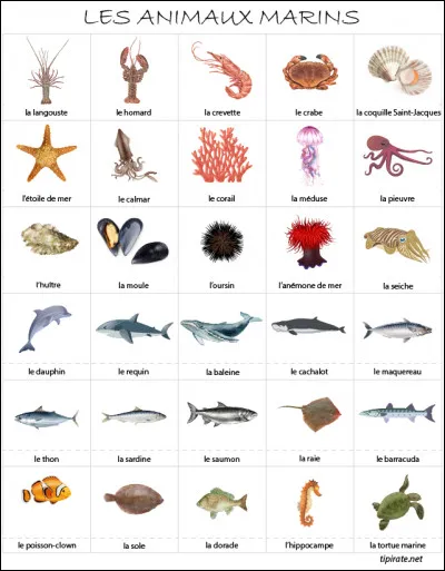 Quel est le premier animal de mer qui est né ?