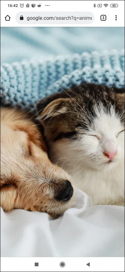 Quel est l'animal qui te ressemble le plus ?