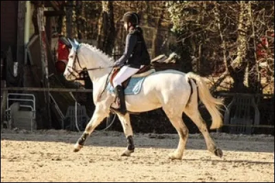 Faut-il absolument pionter pour faire un concours de dressage ?