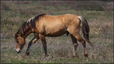 Quelles races de cheval excellent en dressage ?