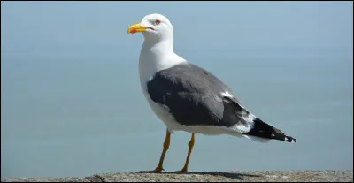 Un mot na rien à faire ici. Lequel ?