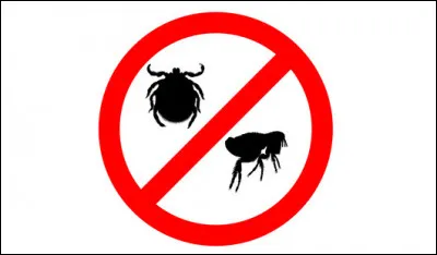 Ça me gratte ! Tout autant que lintrus.