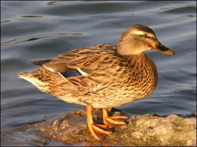 Un intrus est coincé ici.