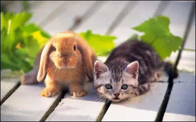 Oh, je ne trouve pas ! Je...