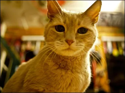 Un chat a déjà été maire d'une ville !